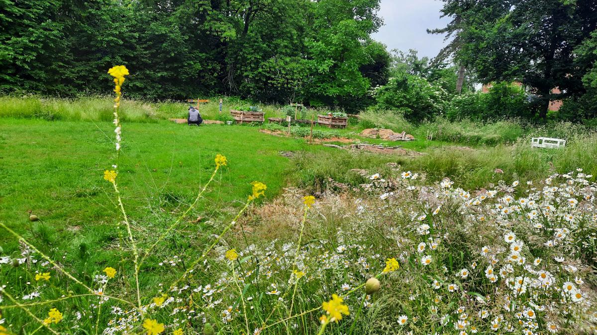 Es summt und brummt auf der Hildeboldwiese